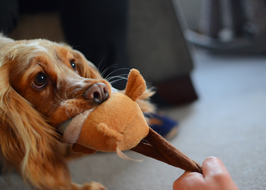 It's fine to play tug of war with your dog